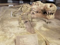 -自贡恐龙博物馆