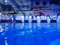 -芜湖新华联大白鲸海洋公园