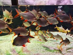 -太平洋海底世界