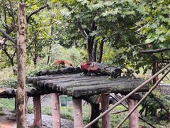 -都江堰中华大熊猫苑