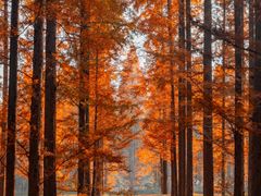 -黄海国家森林公园