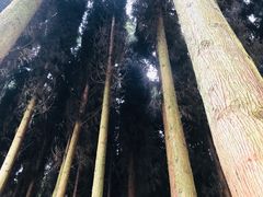 -武陵山森林公园