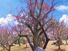 -梅花山(明孝陵内)