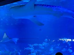 -烟台海昌鲸鲨海洋公园