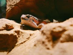 -帕帕拉兹宠物(亚洲旗舰店)