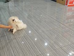 -瑞派名望志远动物医院·猫科·內科·异宠专科(直港大道店)