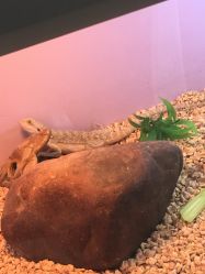 -椿树下·Tattoo纹身工作室