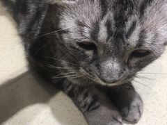 -藏猫猫咖啡主题馆(中央大道店)