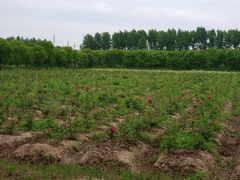 -海上花岛玫瑰园采摘