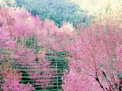-无量山自然风景保护区