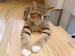 -啵啵喵·猫咖(攀华国际店)