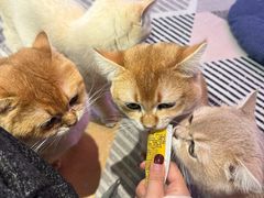 -大型宠物商超·宠海王国·宠物猫狗活体·用品·美容(新世界百货重庆店)