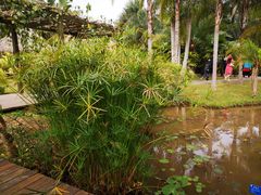 -中国科学院西双版纳热带植物园