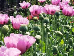 -国家植物园南园