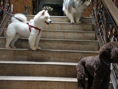 -more than meow吴止猫主题餐厅(承德 中船汇店)