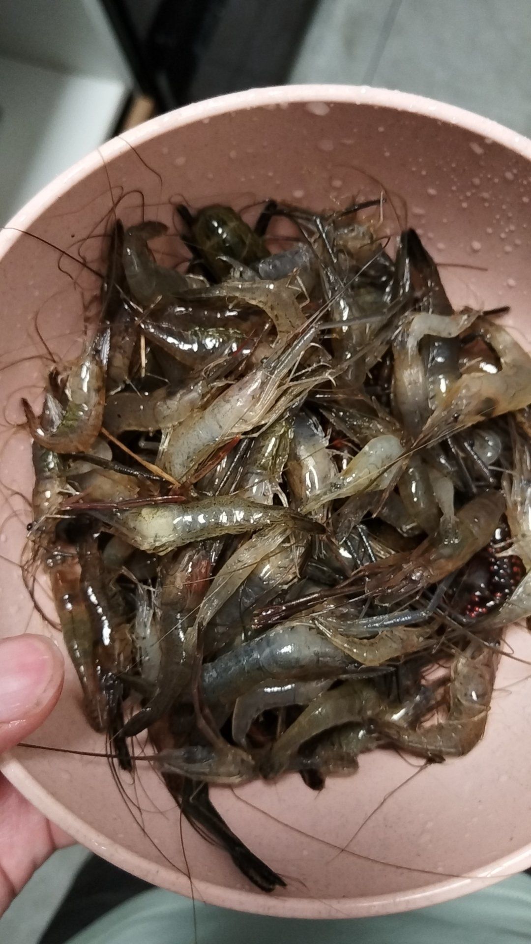 天天领红包 今年的河虾真大,中华长臂虾