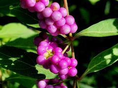 -国家植物园南园