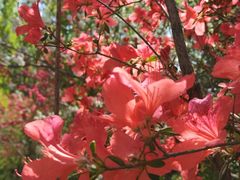 -南汇桃花村