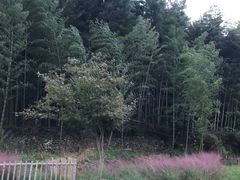 -宁波浙东大竹海景区