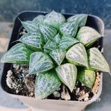 入坑3年 感谢你们的陪伴