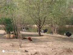 -长白岛森林公园