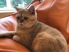 -飞行喵MR PILOT|猫舍·猫咖(静安大融城店)