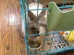 -志龙皇冠吃货椰子铺