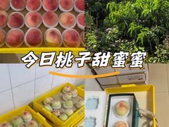 -老袁家蜜桃农场·阳山水蜜桃