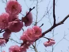 -梅花山(明孝陵内)