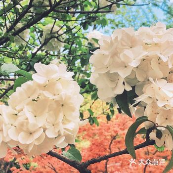 绣球花的历史记载始见于宋，北宋时杨巽斋有《玉绣球》、