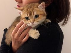 -猫大福·Fortune Cat猫舍(百子湾店)