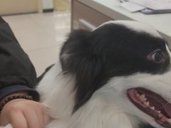 -艾贝尔宠物医院 ·中兽医·宠保定点(北门桥店)