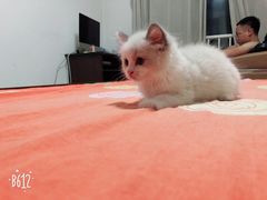 -Bastet sally猫舍购宠(静安店)