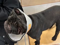 -共舞时光猫咖·狗咖(新街口店)