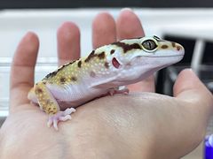 -酷以爬仙阁实体爬宠店·守宫·蜥蜴·专业繁育