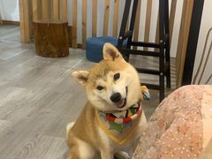 -柴迷FANS CLUB·柴犬狗咖·猫咖