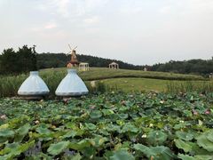 -大塘金香草谷