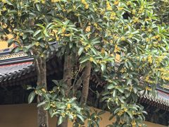 -普陀山风景名胜区-法雨禅寺