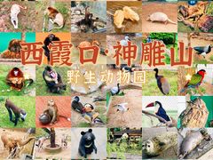 -西霞口神雕山野生动物世界