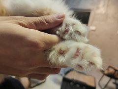 -Heymao猫咖.咖啡厅(东门店)