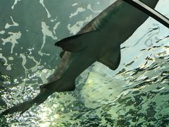 -瑞普利水族馆