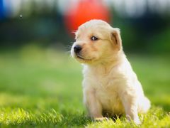 -翊宠yipet猫狗购宠庄园犬舍•猫舍