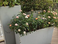 -浅深Cheersum(曹杨店)