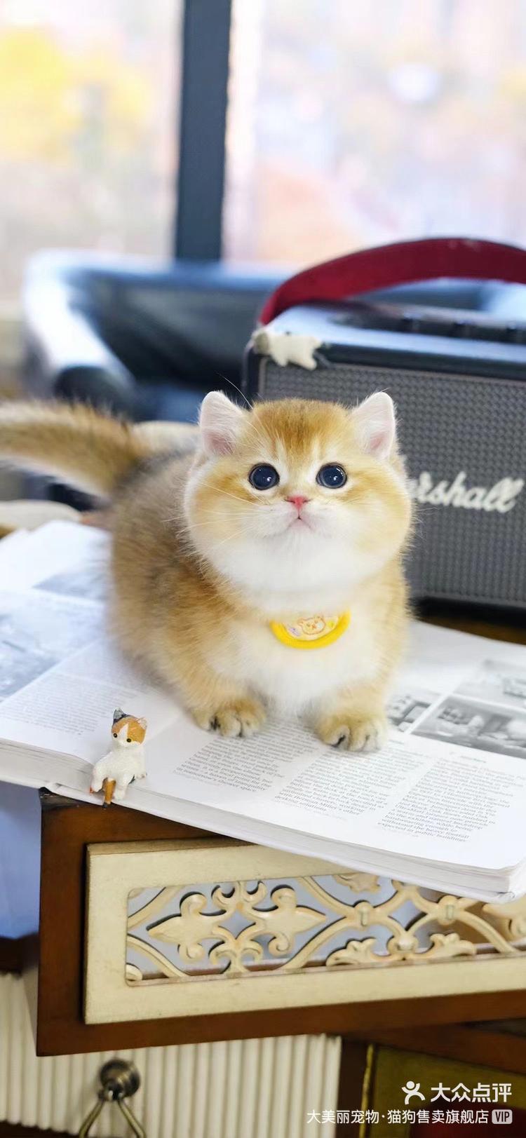 曼基康金渐层矮脚弟弟