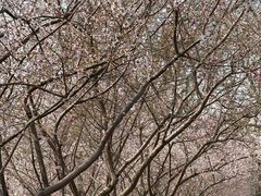 -桃花堤公园
