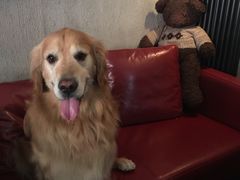 -百好乐宠物友好餐厅(朝外大街店)