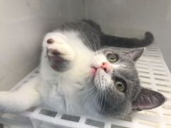 -lincat·猫舍(广州店)