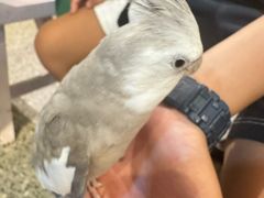 -深圳鸟咖鹦花岛