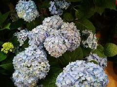 -双季花艺园艺市场(浦东店)