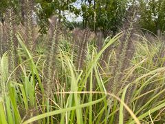 -羊亭河湿地公园